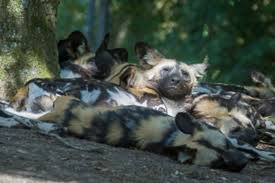 Beeld © safaripark beekse bergen. Afrikaanse Wilde Honden Safaripark Beekse Bergen Foto Van Beekse Bergen Safari Park Hilvarenbeek Tripadvisor