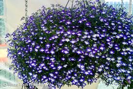 Image result for Lobelia pteropoda
