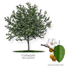 They may also differ in leaf color, growth habit, flowering time or crabapple trees are fairly drought tolerant. Texas Tree Selector Tree Description