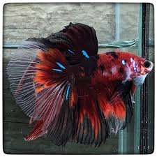 Item Fwbettashm1461306048 Return Of The King Koi 1769 By 3636bettaberry Ends Fri Apr 22 2016 01 20 48 Am Cdt Koi Betta Betta Fish Betta