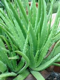 Image result for Aloe wollastonii