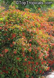 Image result for Hamelia patens