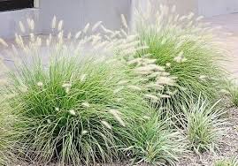 A light breeze will have these plumes dancing in the wind. 3 Little Bunny Grass In 3 5 Inch Containers 3 Pots Of Plants Etsy In 2021 Ornamental Grass Landscape Grasses Landscaping Fountain Grass
