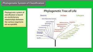Phylogenetic System Of Classification Youtube