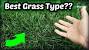 Kentucky Bluegrass Close Up
