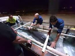 La validità del visto iran parte dalla data di emissione per tre mesi per la permanenza richiesta sul modulo. La Delfina Di Teheran Che Soffriva Di Solitudine Salvata Da Un Team Italiano Corriere It
