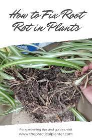 How To Fix Root Rot In Plants Tips To Identify Prevent And Treat Plants Easy Vegetables To Grow Plant Problems
