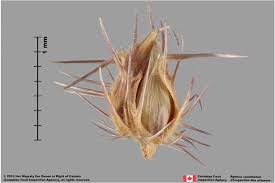 Image result for Cenchrus incertus