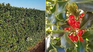 Maybe you would like to learn more about one of these? Holly Varieties And Tips On Growing Ilex Selection Of Hollies For Sale Uk