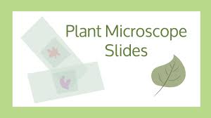Maybe you would like to learn more about one of these? Diy Plant Microscope Slides Youtube