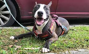 Book with our pet friendly guarantee and get help from our canine concierge! Pets For Life Lifeline Animal Project Pet Support Fulton County