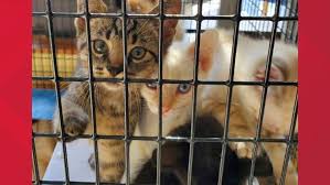 The mission of southside animal shelter is to rescue at risk dogs and cats and nurture and restore them to happy healthy lives in loving homes. New Homes Needed After 40 Cats And Kittens Surrendered To Indianapolis Shelter Wthr Com