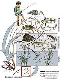 Food chain length is another way of describing food webs as a measure of the number of species encountered as energy or nutrients move from the plants to top predators.: Food Web Wikipedia