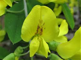 Image result for Laburnum