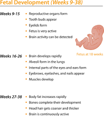 prenatal development ck 12 foundation