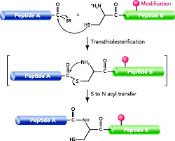 Uversky, in brenner's encyclopedia of genetics (second edition), 2013 chemical extension of the genetic code. Selective Labeling Of Proteins With Chemical Probes In Living Cells Physiology