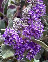 Image result for Buddleja salviifolia