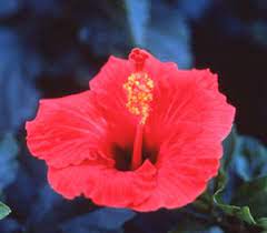 Hibiscus For Laura Flower Essences Flower Remedy Bach Flower Remedies