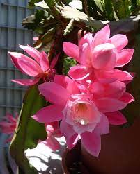 Check spelling or type a new query. Disocactus Phyllanthoides Wikipedia