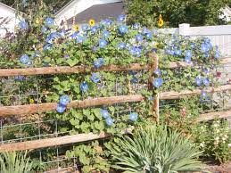 Pin On Morning Glories