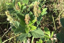 Image result for Eriosema