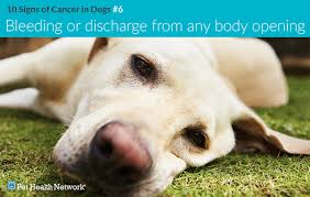Symptoms of cancer in dogs may include: 10 Signs Of Cancer In Dogs