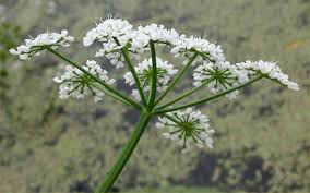 Image result for Oenanthe