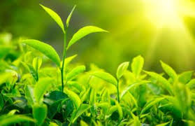 Green Leaves Wallpapers Hd We offer an extraordinary number of hd images that will instantly freshen up your smartphone or computer. green leaves wallpapers hd