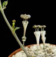 Image result for Ceropegia rendallii
