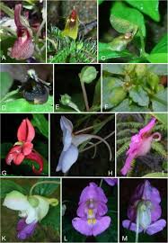 Image result for Impatiens psychadelphoides
