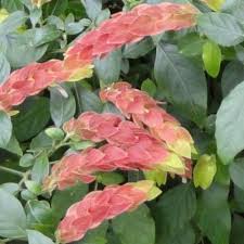 Image result for Justicia salvioides