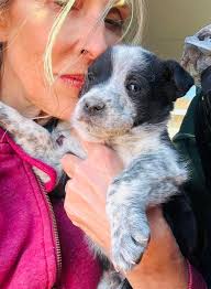 Has anyone else had Fssa come after them for pandemic benefits?