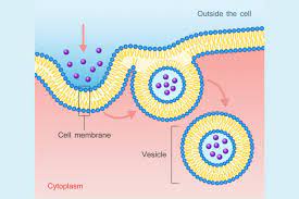 A Definition Of Endocytosis With Steps And Types