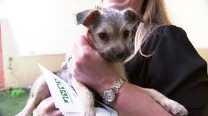 The rest remain in foster care (pictured here). Dog Adoption Palo Alto