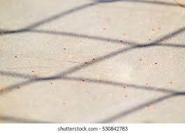 Mostly on concrete and stones. Little Red Spider Mites On Concrete Stock Photo Edit Now 530842783