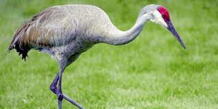 Download 22 royalty free sandhill crane vector images. Bird Of The Week Sandhill Crane Kern Audubon Society