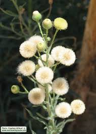 Image result for Erigeron bonariensis