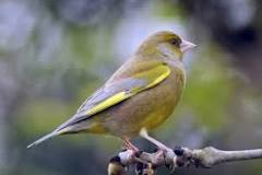 Image result for green finch