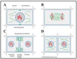 In fission yeast, cell size is well known to help control when a cell enters mitosis (nurse, 1975). Figure A4 Cell Division In Plants A Rearrangement Of Microtubules Download Scientific Diagram