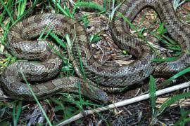 Prairie Kingsnake This Is A Fairly Common Snake Over Most Of Missouri Overall Color Is Tan Brownish Gray Or Greenish Gray Num Snake Reptile Snakes Reptiles
