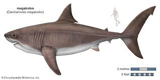 megalodon size fossils facts britannica