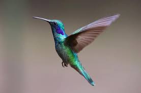 Kolibri c (singular definite kolibrien, plural indefinite kolibrier). Bist Du Ein Kolibri 10 Hinweise An Denen Du Es Erkennst Home Of Hummingbirds