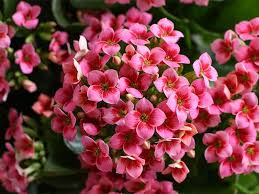 Image result for Kalanchoe calandiva