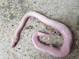 Yeah let's do this: here's the Super Spider - Ball Pythons - MorphMarket  Reptile Community