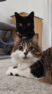 ‪Cats‬‏