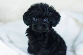 Black And White Yorkie Poo Yorkiepoo Soo Frickin Cutee Looks Just Like My Dog Jax Except Mine Is A Shih Poo Yorkie Poo Cute Dogs Yorkie