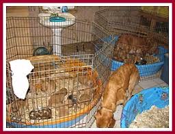 Services include spay/neuter, vaccines, microchipping, deworming, flea treatment, dental care and surgical procedures. Help Us Take A Stand Against Puppy Mills