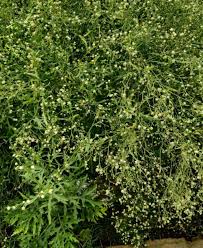 Image result for Sida veronicifolia