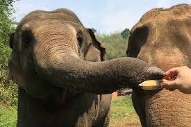 What do elephants like to eat. Elephants Can Judge The Quantity Of Hidden Food Just By Using Smell New Scientist