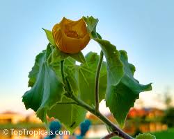 Image result for Abutilon